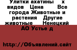 Улитки ахатины  2-х видов › Цена ­ 0 - Все города Животные и растения » Другие животные   . Ненецкий АО,Устье д.